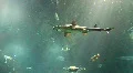 Underwater Madeira 4795a (1/7) HD Footage