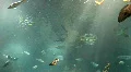 Underwater Madeira 4795b (2/7) HD Footage