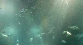 Underwater Madeira 4795c (3/7) HD Footage