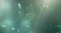 Underwater Madeira 4795f (6/7) HD Footage