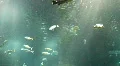 Underwater Madeira 4795g (7/7) HD Footage