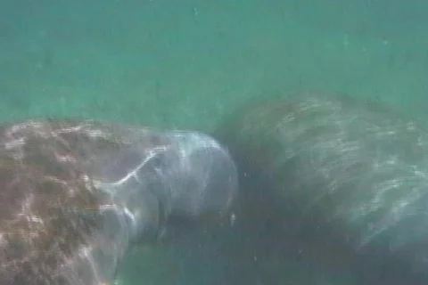 Underwater Manatee Goes Up for Air Stock Footage 142462