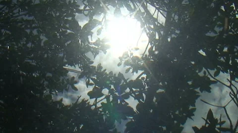 Underwater Mangrove Forest Stock Footage 7138132