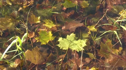 Underwater maple leaf Stock Footage