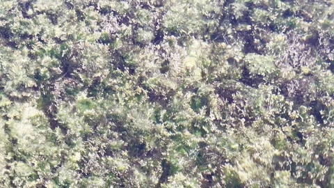 Underwater Marine Algae Texture Moving Beneath Clear Coastal Ocean Water Length Stock Footage 334871712