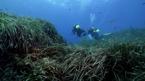 Underwater, Marine biologists working on Posidonia, Travelling shot, 1 Stock Footage