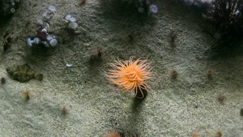 Underwater Marine creatures Stock Footage 157125249