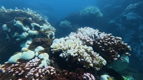 Underwater marine ecosystem showing the devastating effects of coral bleaching Vídeo Stock 346009902