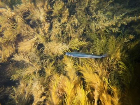 Underwater marine environment with small fish and algae at night Stock Photos