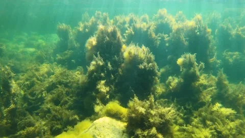 Underwater marine environment with yellow algae and small fish Stock Footage 130845039