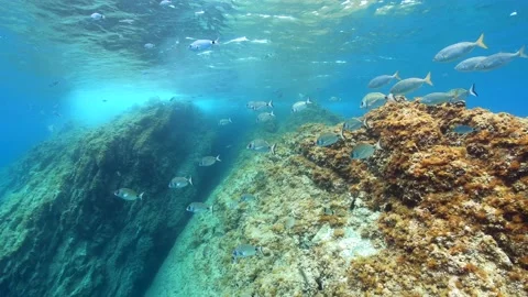 Mediterranean sea underwater a school of fish with rock below