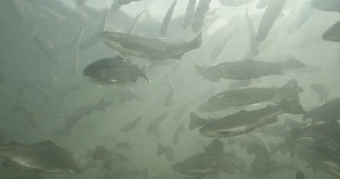 Underwater migration of passage trout illuminated by the sun's rays (S-log2) Stock Footage 97330717