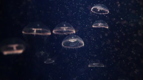 Underwater mini jellyfish 動画素材 1062277