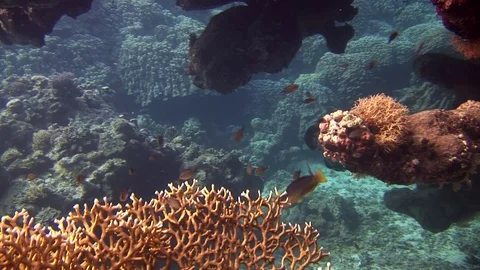 Underwater model free diver swims in clean transparent blue water in Red Sea. Stock Footage