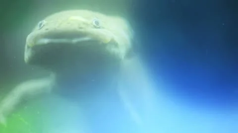 Underwater monster Stock Footage 22025174