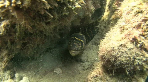 Underwater Moray Eel Stock Footage 328330