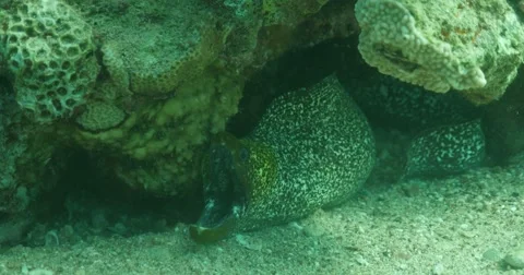 Underwater morena 4K 스톡 동영상 49964417