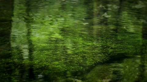 Underwater moss Stock-Footage 56877218