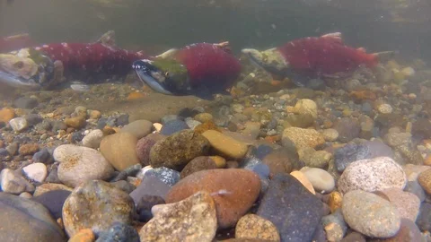 Underwater of Moving Under Water With View of River Salmon Stock Footage 102755177