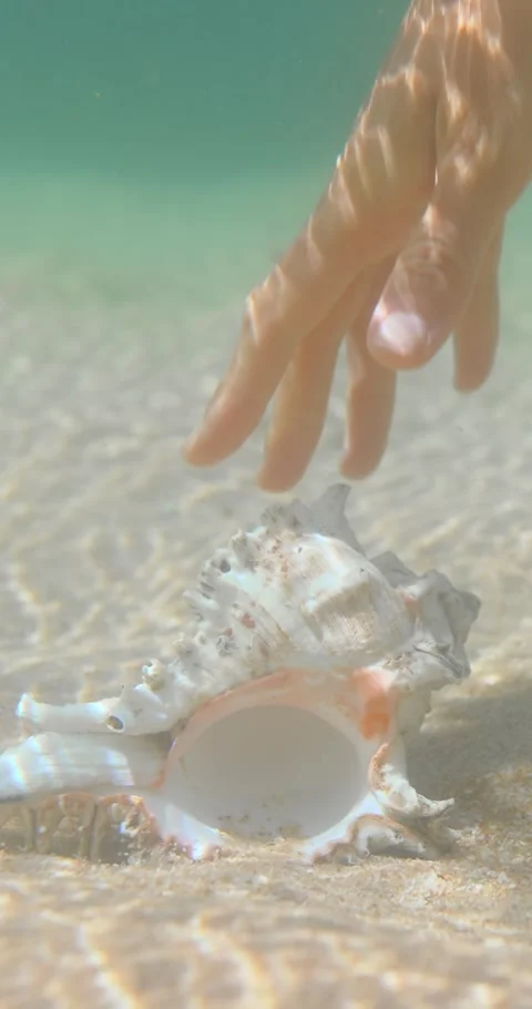 Underwater Murex Ramosus Seashell On Sandy Seabed, Hand Picks Up Close Up Stock Footage 345376531