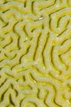 Underwater natural pattern Foto stock