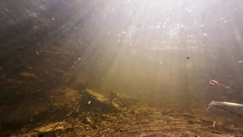 Underwater Nature Scene Featuring Brook Trout and Small Freshwater Fish Stock Footage 339509249