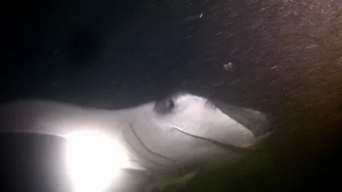 Underwater night scene - Scuba diving in Maldives - Manta Rays Video stock 74279145