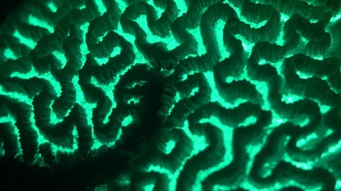 Underwater night time fluorescence of brain coral Vidéo 73215723