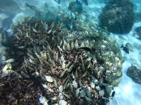 Underwater,  numerous small fish swimming Stock Footage 318972913