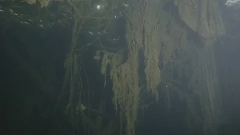 Underwater nylons and plastic waste in the dark waters of a polluted lake Stock-Footage 254491581