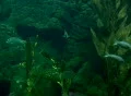 Underwater ocean - 1 Footage