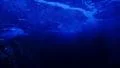 Underwater Ocean 96fps 07 Slow Motion x4 HD Footage