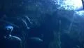 Underwater Ocean California Coast 01 Whitefish in Kelp Forest HD Footage