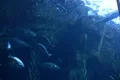 Underwater Ocean California Coast 01 Whitefish in Kelp Forest Footage
