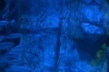 Underwater Ocean California Coast 02 Whitefish in Kelp Forest Footage
