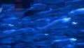 Underwater Ocean California Coast 04 Whitefish in Kelp Forest HD Footage