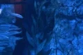 Underwater Ocean California Coast 04 Whitefish in Kelp Forest Footage