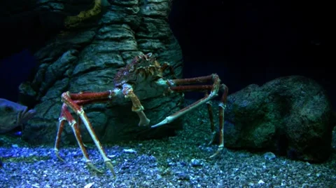 Underwater Ocean Crab 01 Giant Japanise Spider Crab Stock Footage