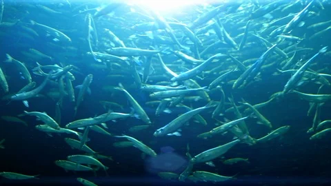 Underwater Ocean Fish Environment, Bright Blue Light from Sky, Dark Nature Ocean Vidéo 87226424