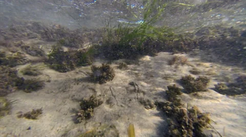 Underwater ocean floor Vídeo Stock 37993981