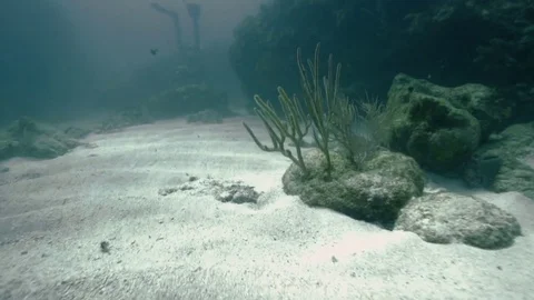 Underwater ocean floor POV 스톡 동영상 80439134