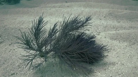 Underwater ocean floor POV Stock-Footage 80439175