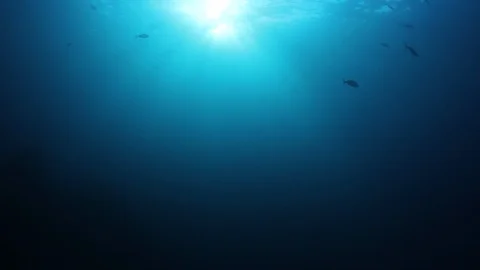 Underwater Ocean Video stock 97389836