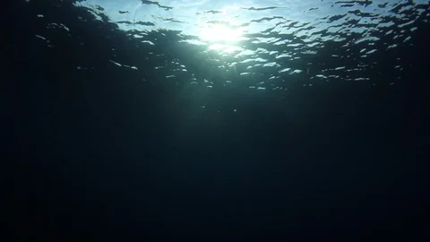 Underwater Ocean Vídeo Stock 106660751