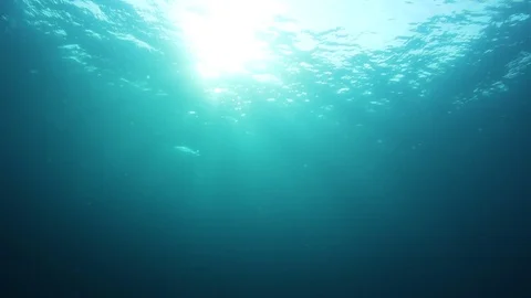 Underwater Ocean Video stock 126689067