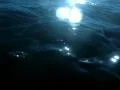 Underwater Ocean HS110 Slow Motion 240fps Surfer Footage