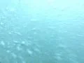 Underwater Ocean HS47 Slow Motion 240fps Footage