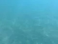 Underwater Ocean HS58 Slow Motion 240fps Footage