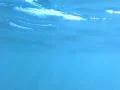 Underwater Ocean HS66 Slow Motion 240fps Footage
