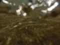 Underwater Ocean HS84 Slow Motion 240fps Footage